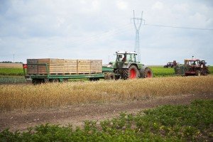 1000 ha upraw na terenie wielkopolskiego Kostrzyna